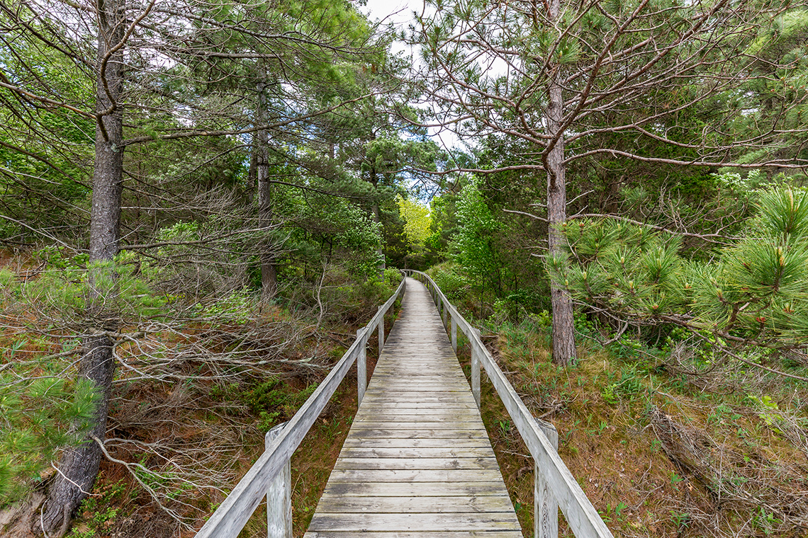 A wooden boardwalk leading through a forest in Oak Savanna.