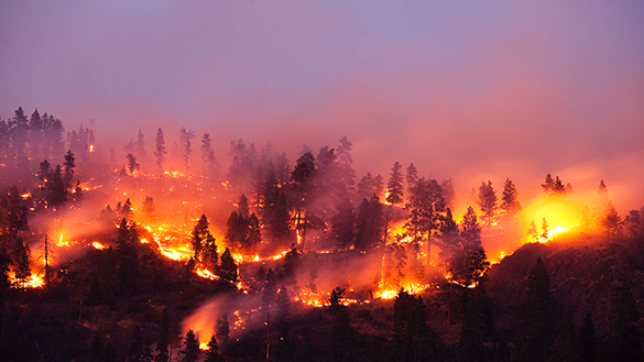A forest fire.