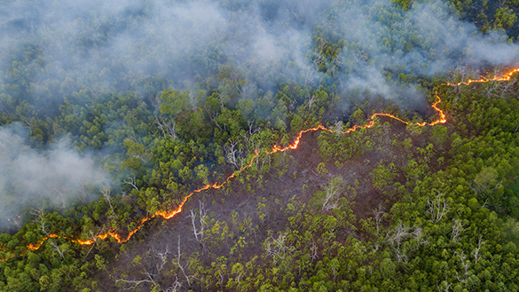 A forest fire moving in a steady line through a forested area.