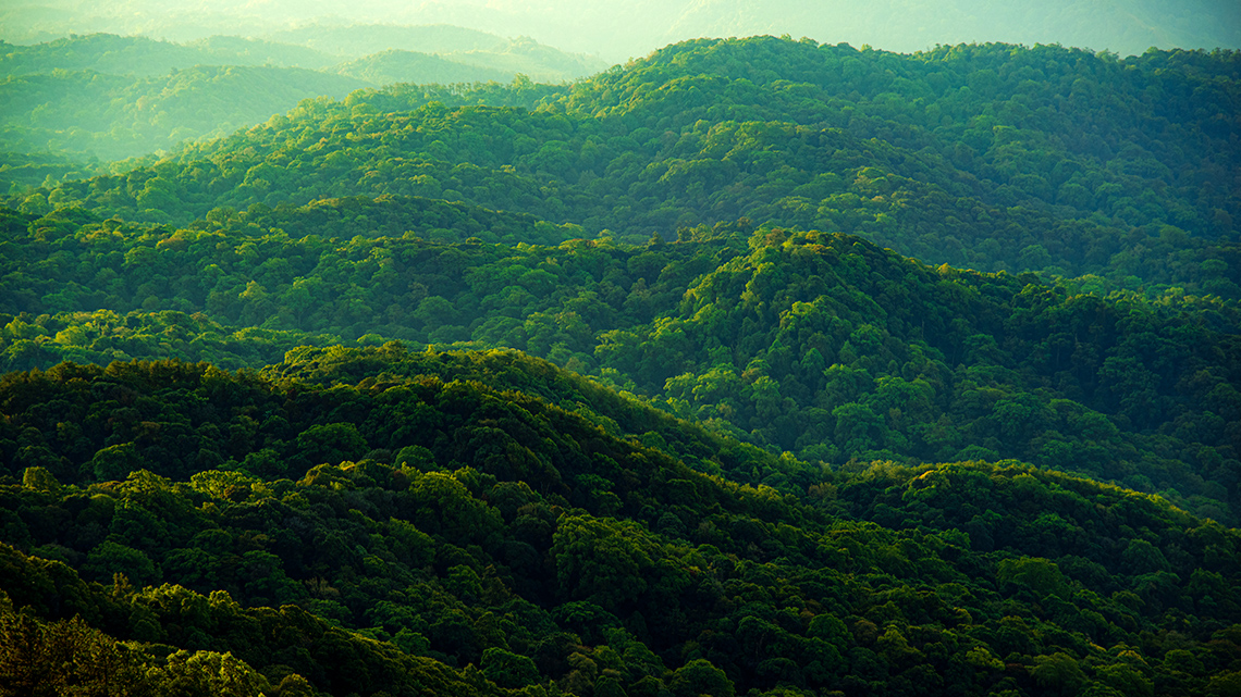 Overhead view of a thick forest of trees on large hills.