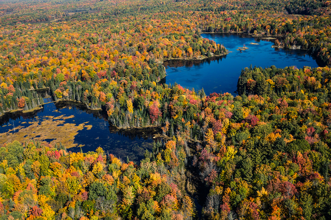 A natural area with two lakes surrounded by trees.