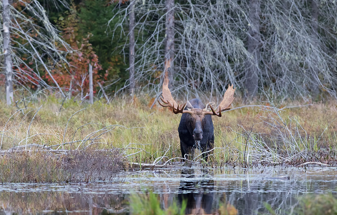 A moose standing in a river.
