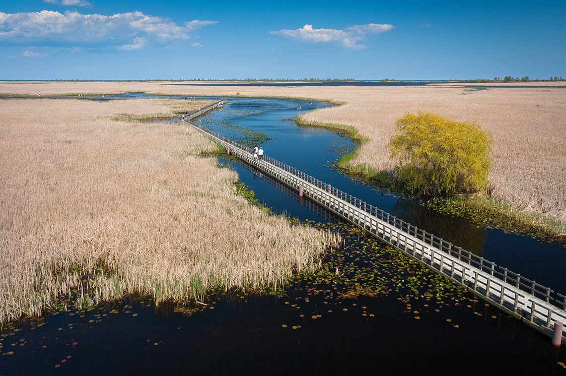 A walkway through a marsh wetland.