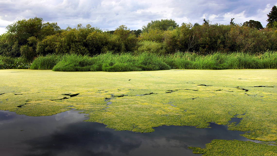 Algae growing in pond surface.
