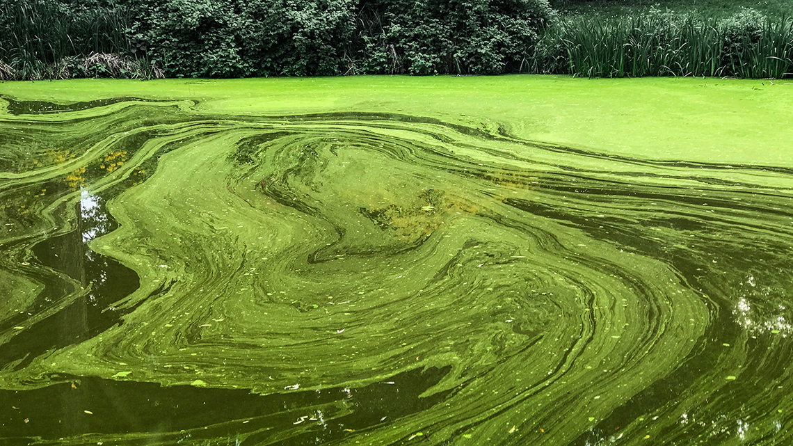 Algae covering the water's surface in streaks.