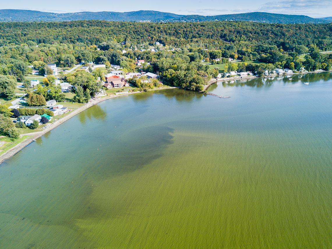 The sun shining on the surface of a lake covered in algae.