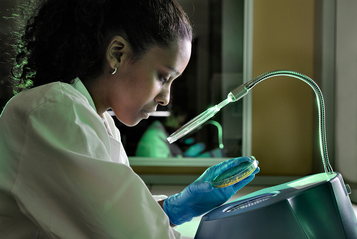 A biotechnologist checking for bacteria in a food sample.