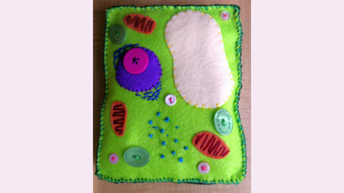 An example model of a plant cell made out of felt.
