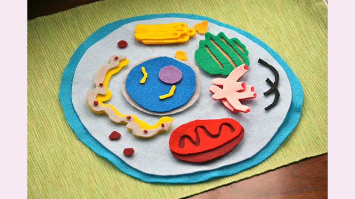 An example model of an animal cell using felt and foam.