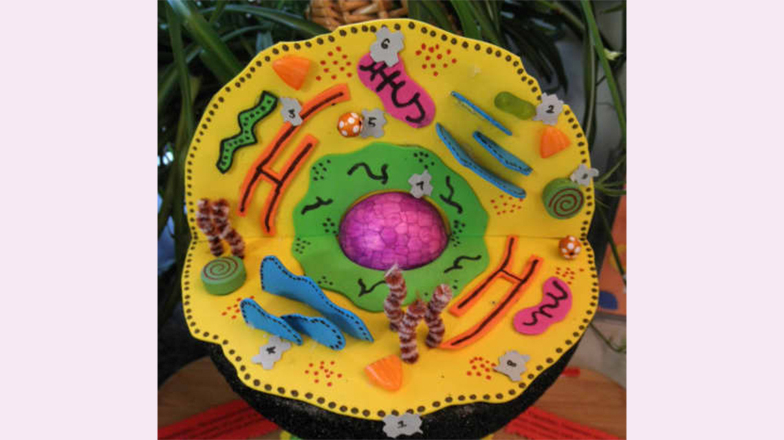 An example model of an animal cell using foam and pipe cleaners.