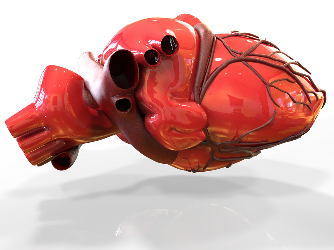 Model of an artificial human heart.