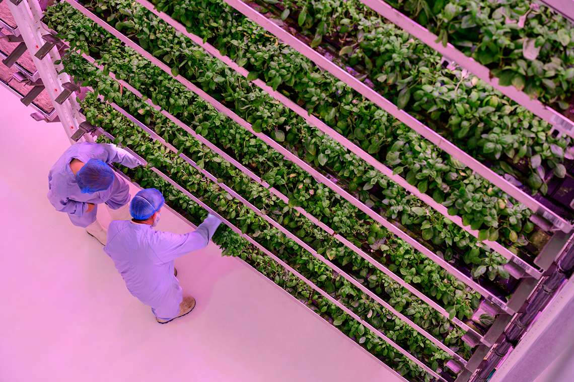 Two people checking plants that are lined up in horizontal rows and stacked vertically up to the ceiling.