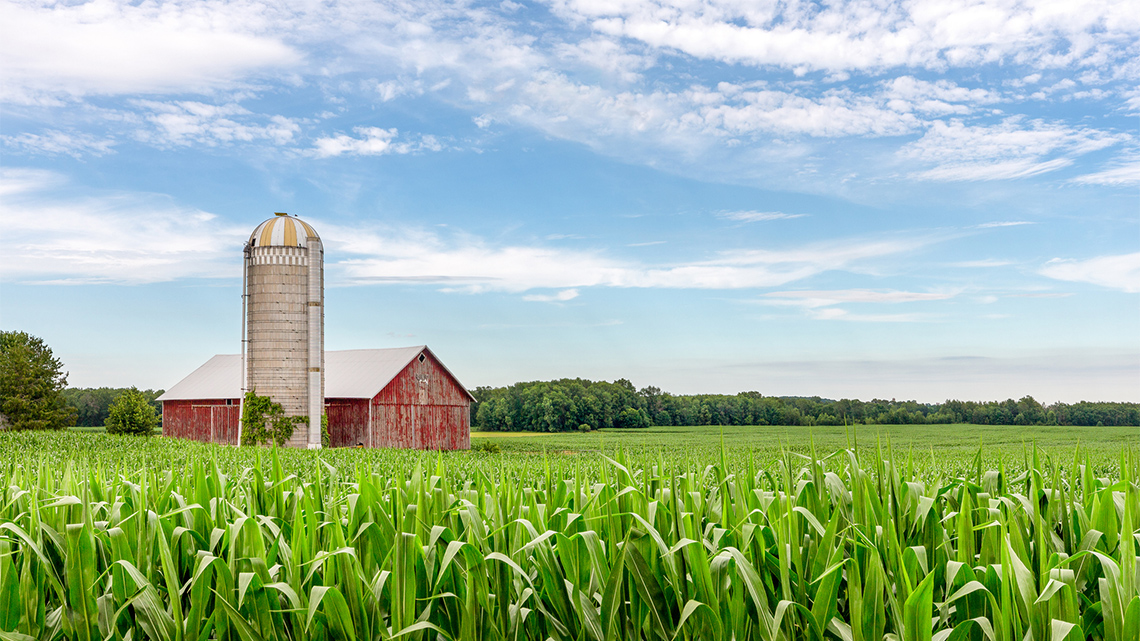 A farm with a red barn and a silo next to a corn field.