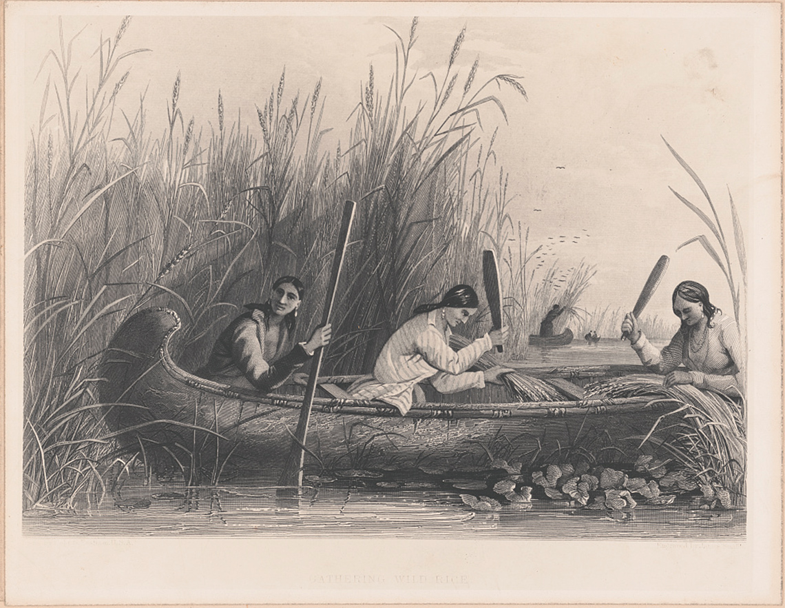 The image shows Anishinaabeg women gathering wild rice in a birchbark canoe.
