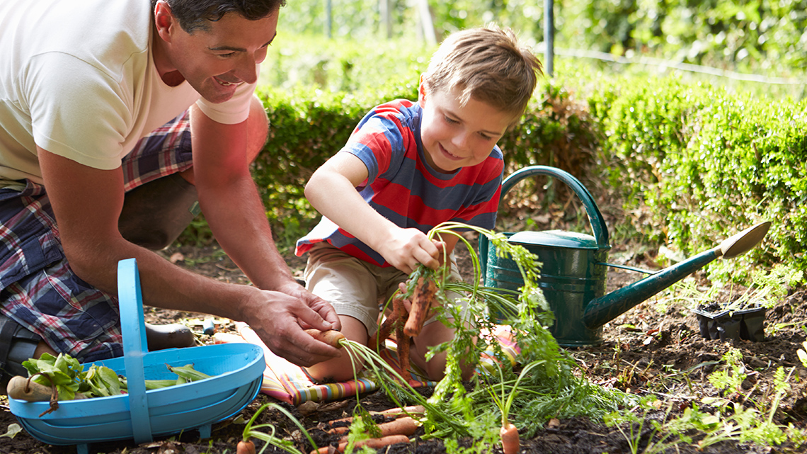 Child and parent picking vegetables from the garden outside.