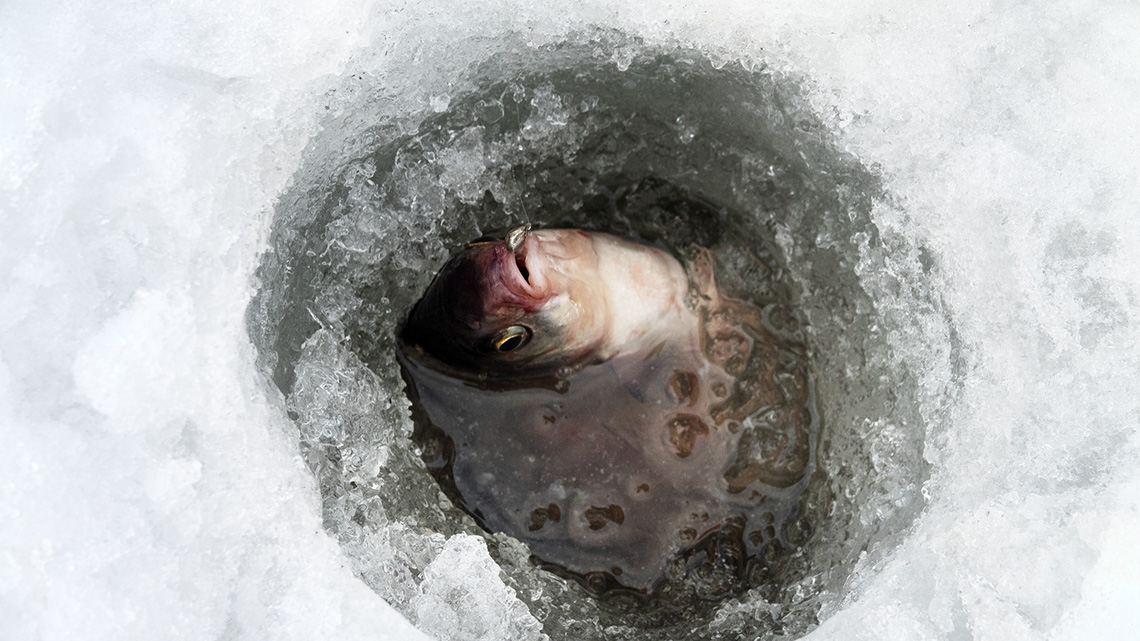 Fish emerging from hole in the ice after being caught by a person ice fishing.