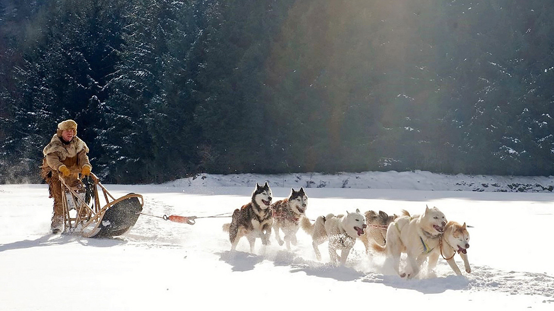 Team of dogs pulling a person on a sled, which is a traditional form of Inuit travel, dogsledding