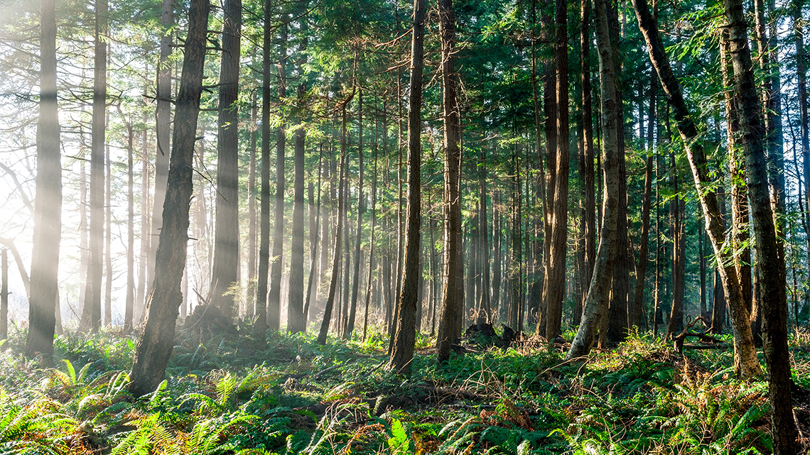 The image shows a boreal forest with trees and sunlight falling down on a path.
