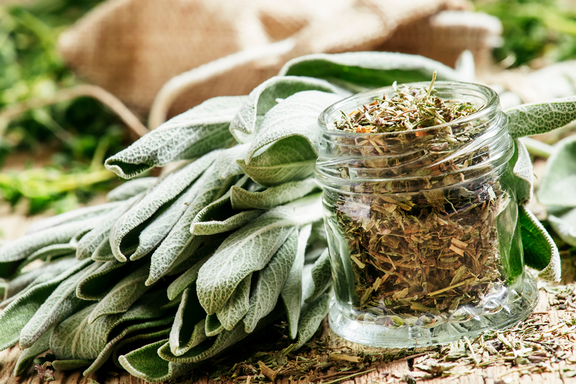 An image of fresh sage and dried sage which is a medicinal herb.