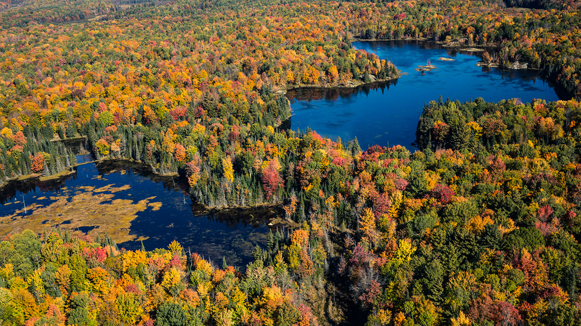 The lake is surrounded by lots of different trees.