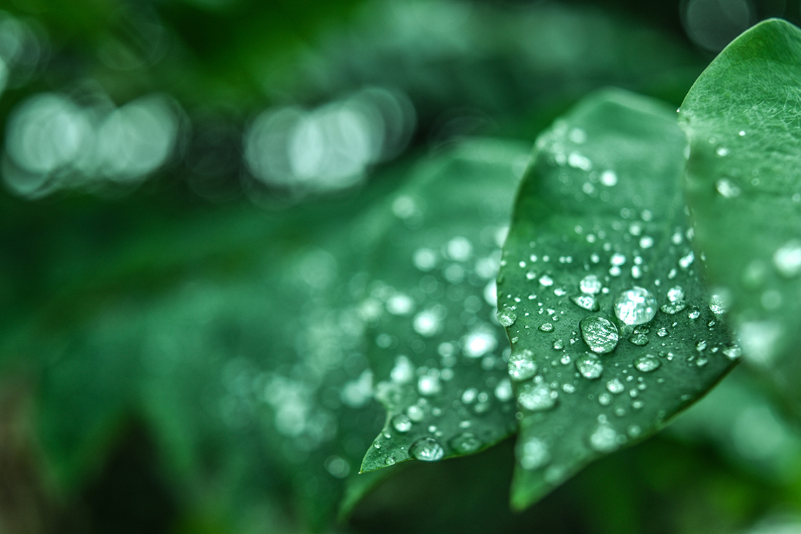 Water droplets on leaves