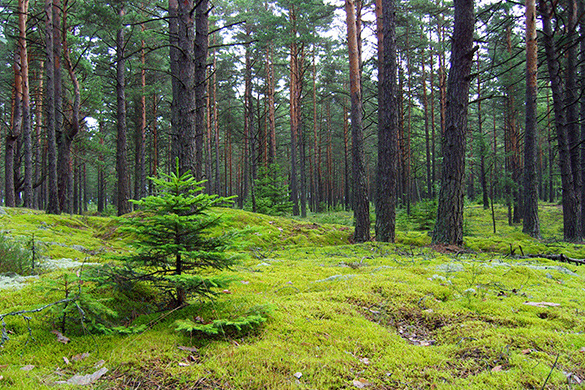 A small tree growing in a forest.