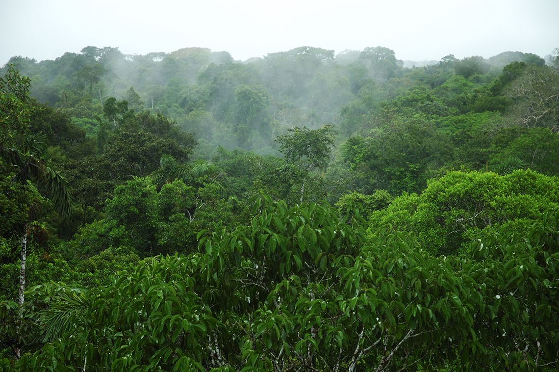 A tropical rainforest is thick with trees. The climate is rainy, hot, humid, and steamy.