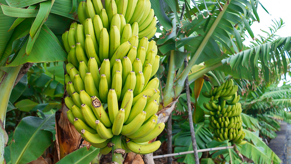 This long fruit is grown in bunches on a tall tree with large green leaves.