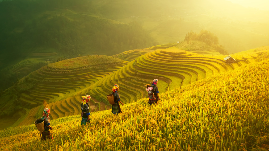A field of water which grows a small grain. There are people walking with baskets on their backs to store the grain in once they pick it.
