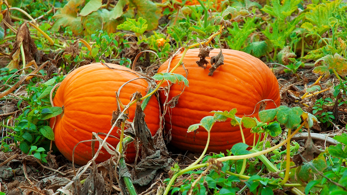A patch of leaves and wines that grows a large ball shaped vegetable on the ground.