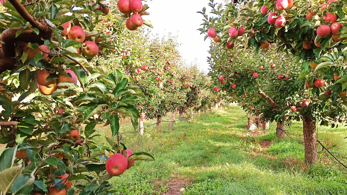 A two rows of short trees and circular fruits that hangs from the branches.
