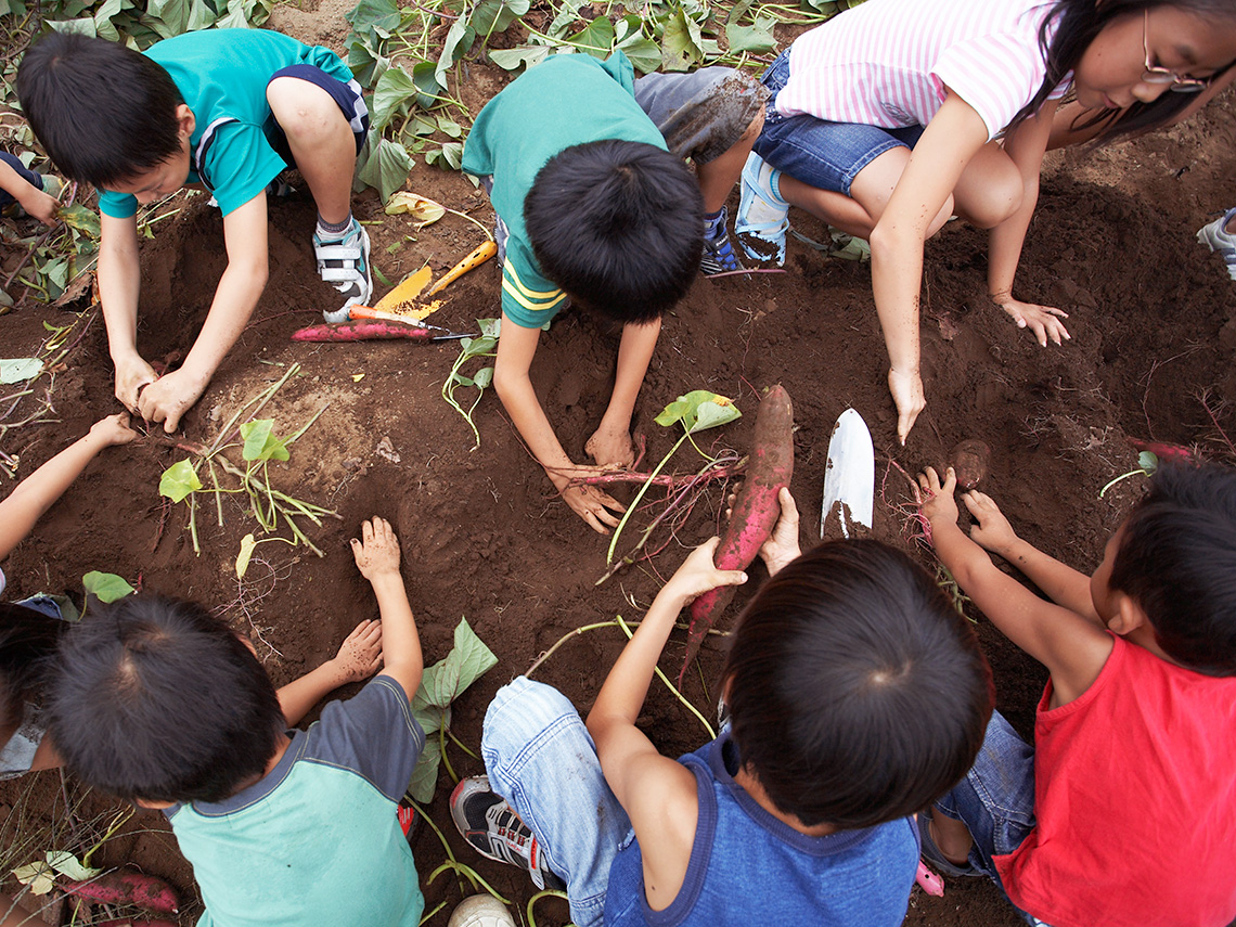 There are seven children harvesting sweet potatoes from the soil.