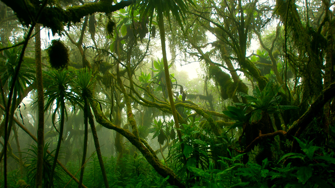 A tropical dense cloud forest covered in fog.