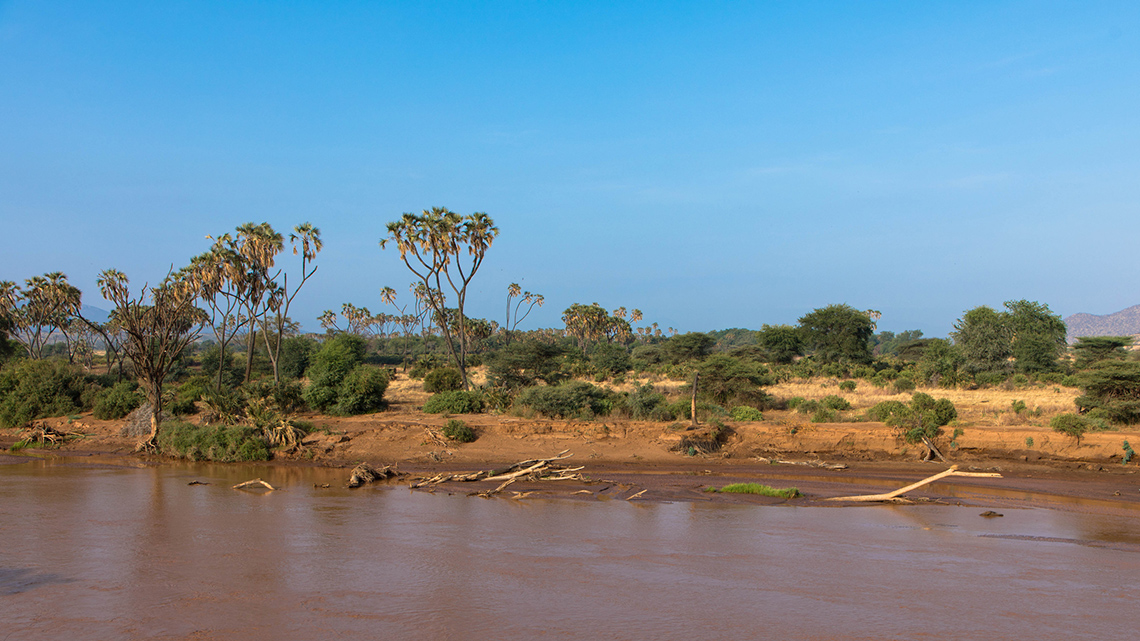 A hot landscape with palm trees and a riverbank that is almost dry.