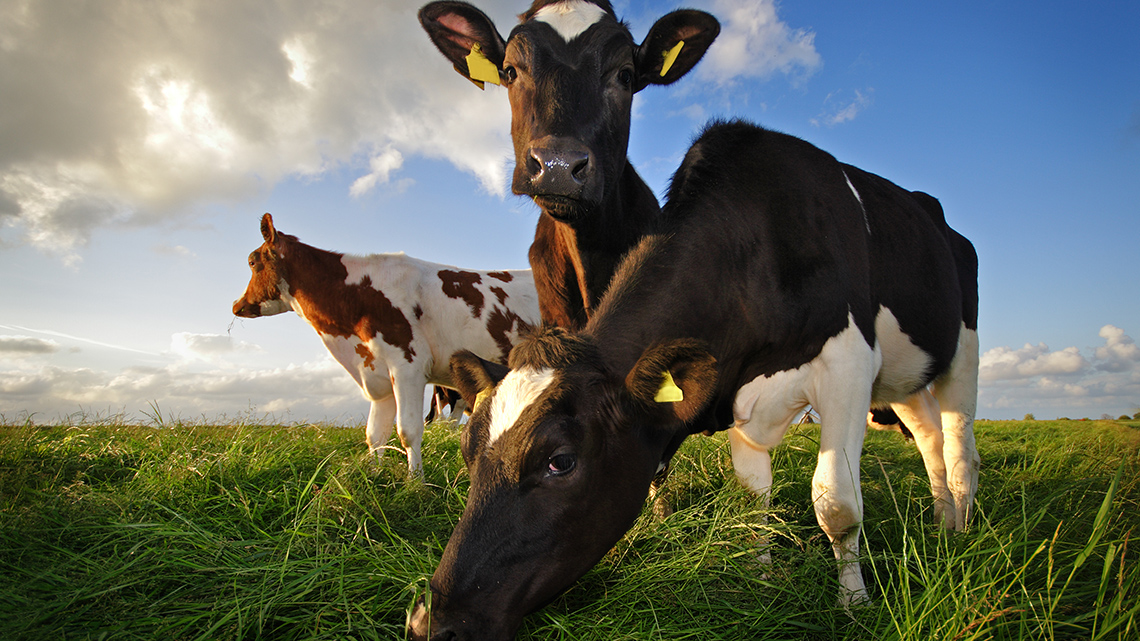 A close up of three cows grazing in a field.