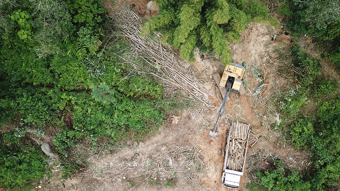 Overhead view of machine clearing a forest of its trees.