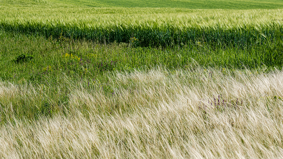 Wind blowing in a field of long grass.