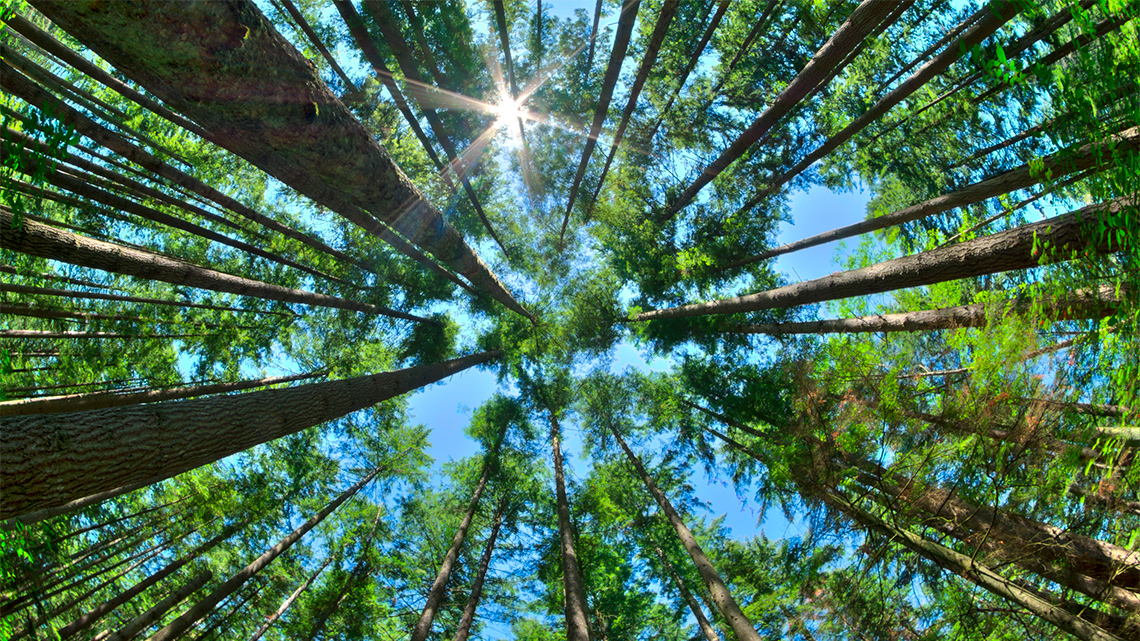 Tall long trees with the sun shining through.