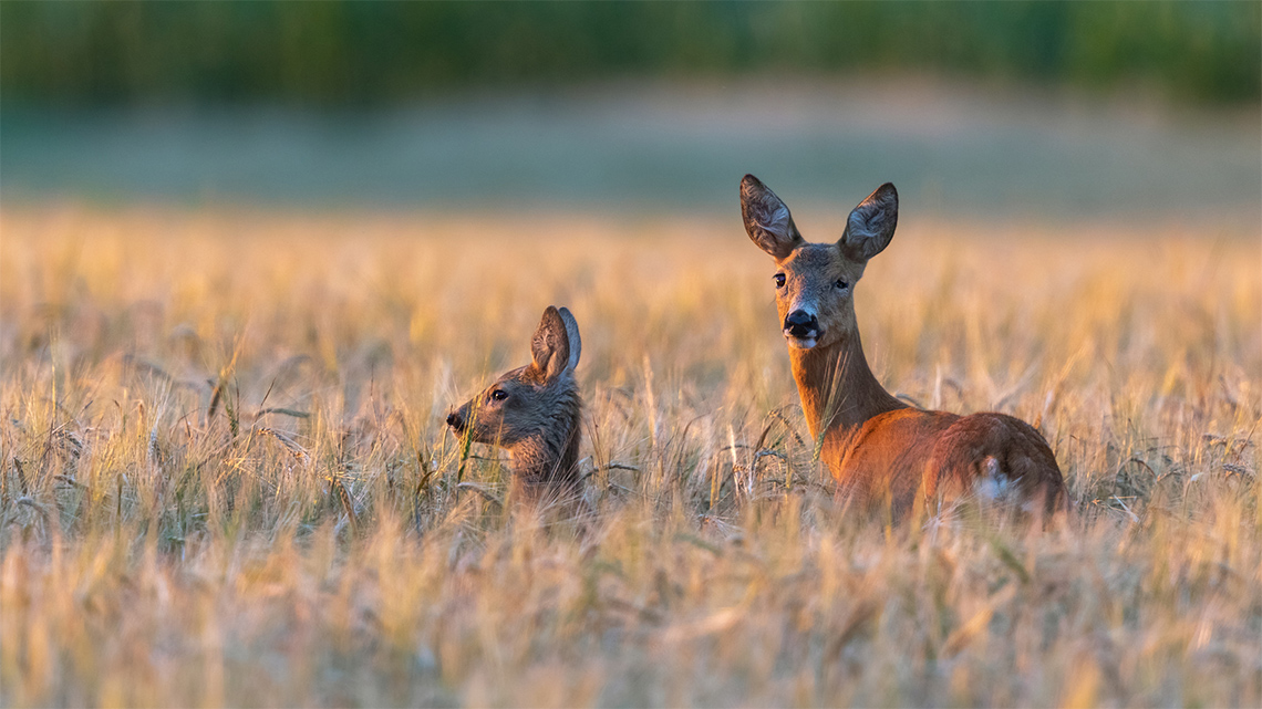 An infant and parent deer in the field.