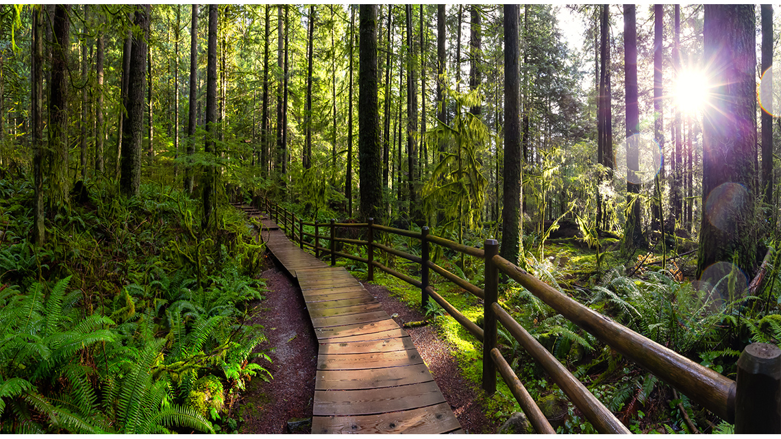 A forest with a wooden path. There is also a wooden fence on the right of the path.