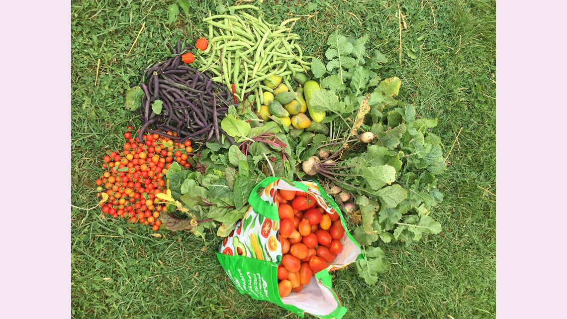 There are different kinds of crops out on the grass. There is a recyclable grocery bag with tomatoes in them. Some of the other crops are beans, turnips, baby tomatoes, and potatoes.