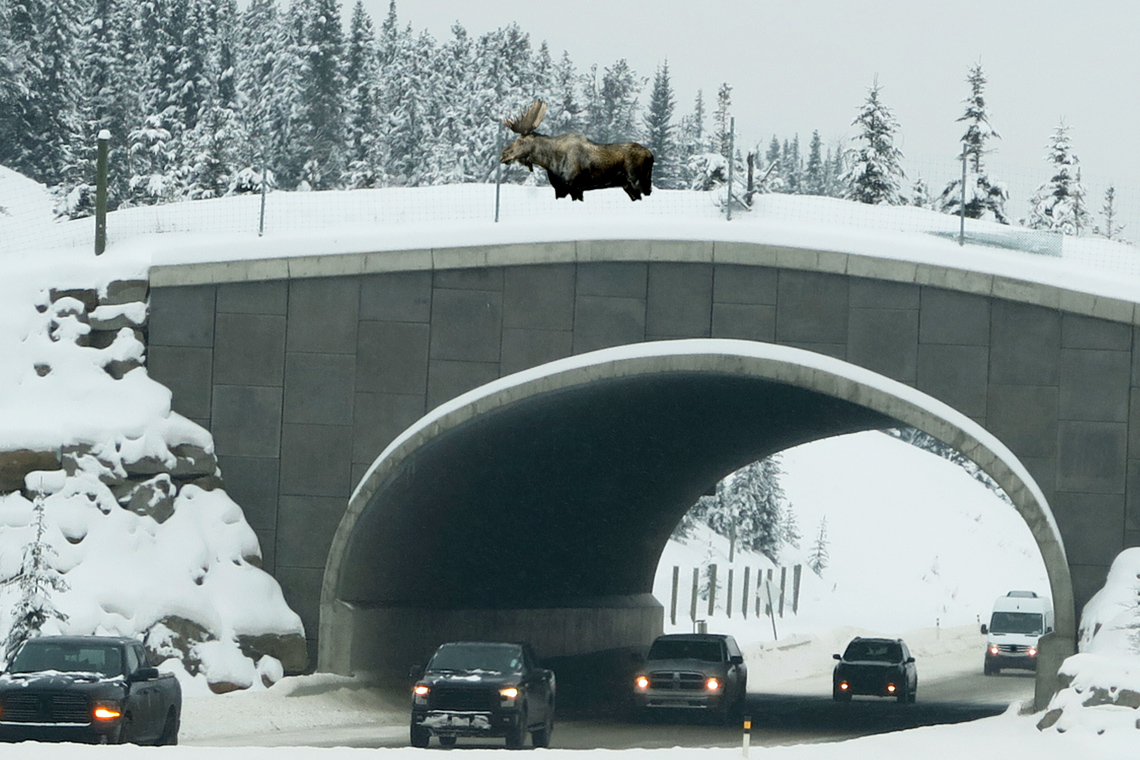A moose uses an animal crossing over a highway in the winter.