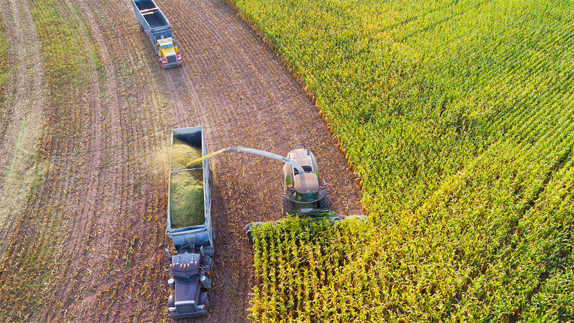 A tractor harvesting corn on a farm with a metal arm moving the corn to a container on a truck.