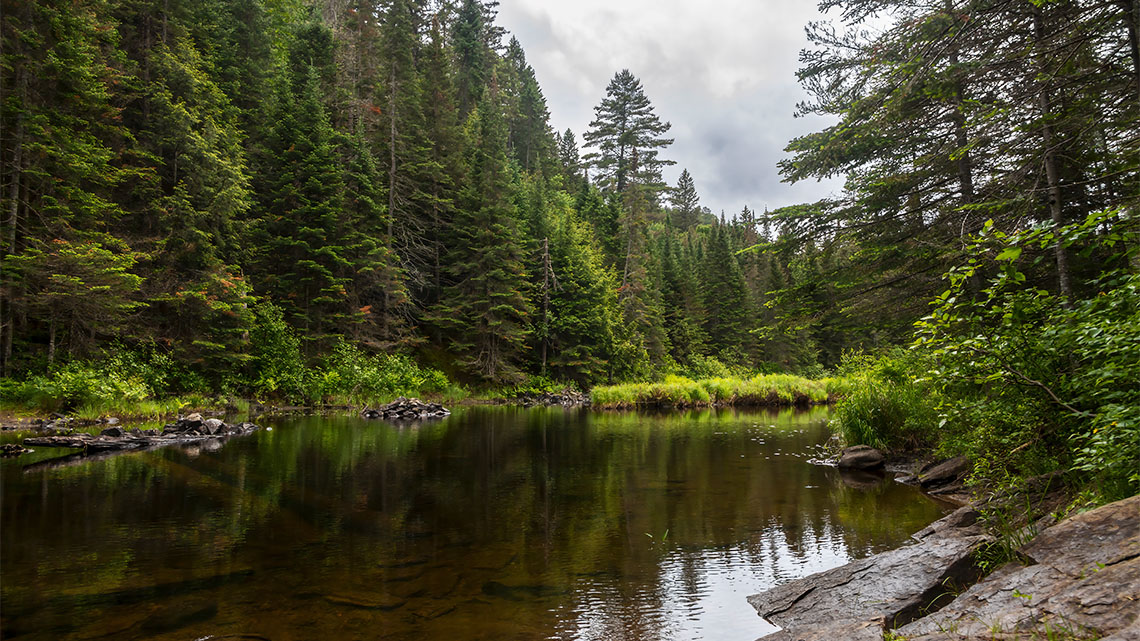 The Track and Tower Trail in Algonquin Park, Ontario is a forest hiking trail next to a river.