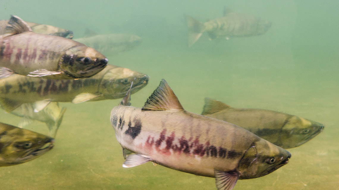 A group of salmon swimming underwater.