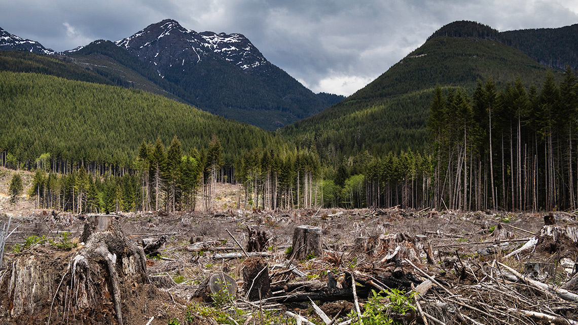 A large area where trees have been cut down with a forest and mountains in the background.