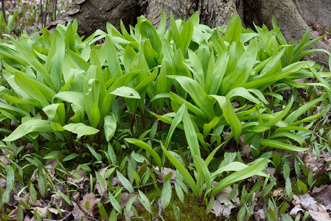 Wild garlic