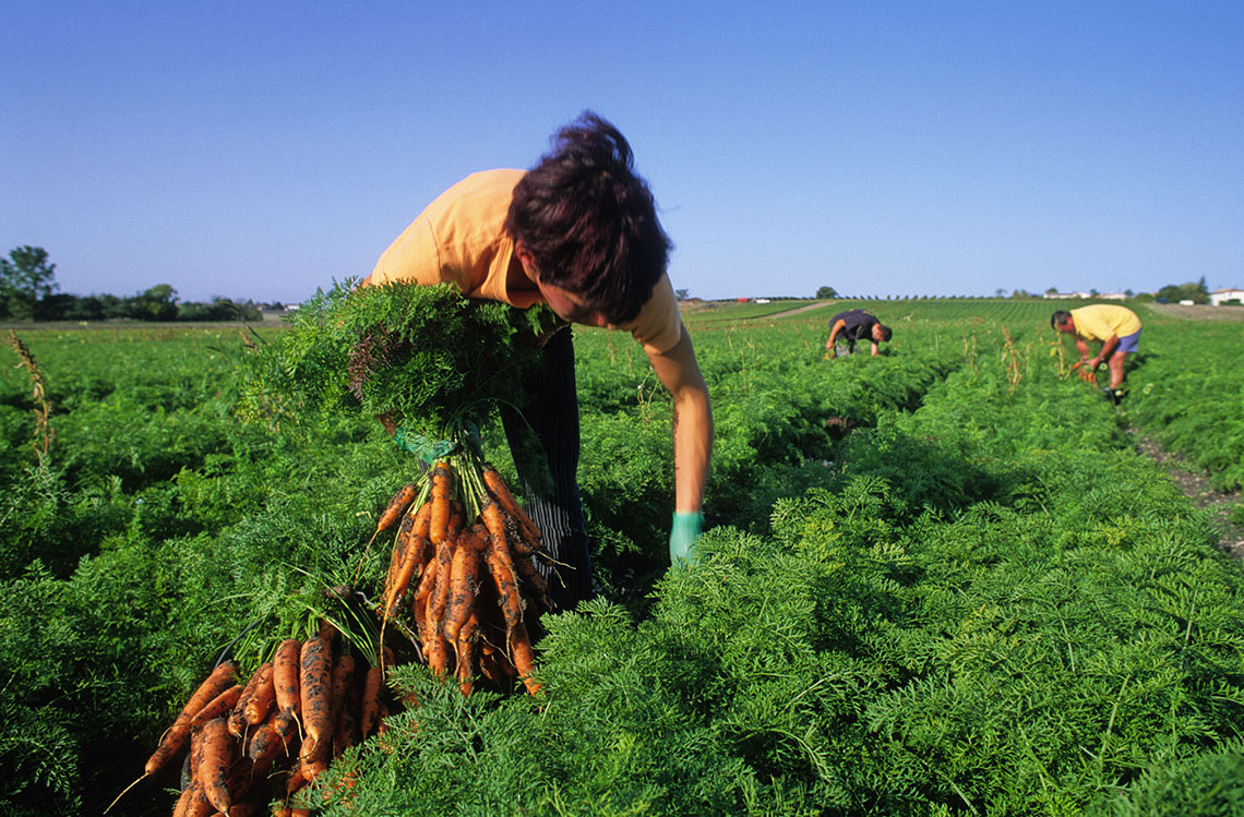 Workers harvest carrots in a field.