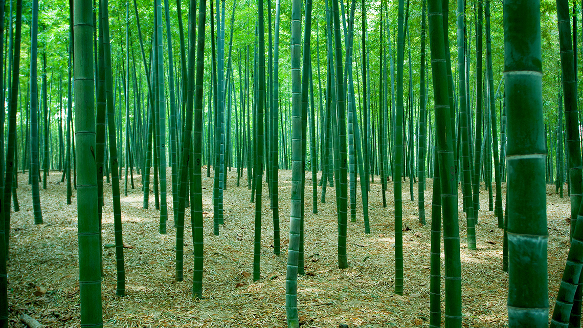 Image of a bamboo forest