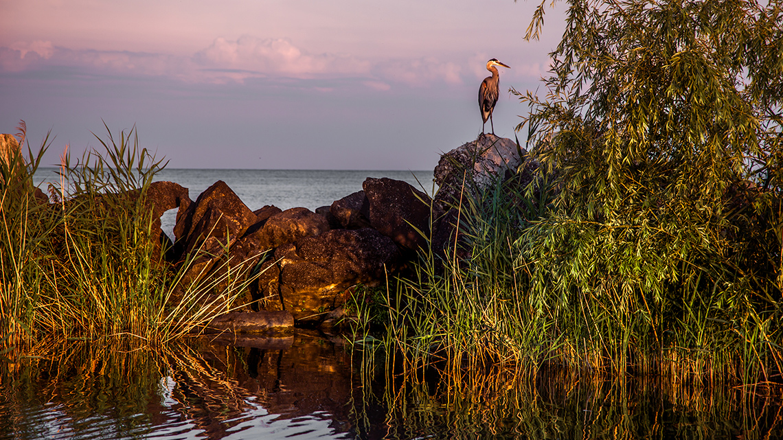 Image of wildlife in the Great Lakes region